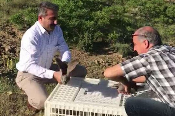 Batman Gercüş'te binlerce keklik doğaya bırakıldı