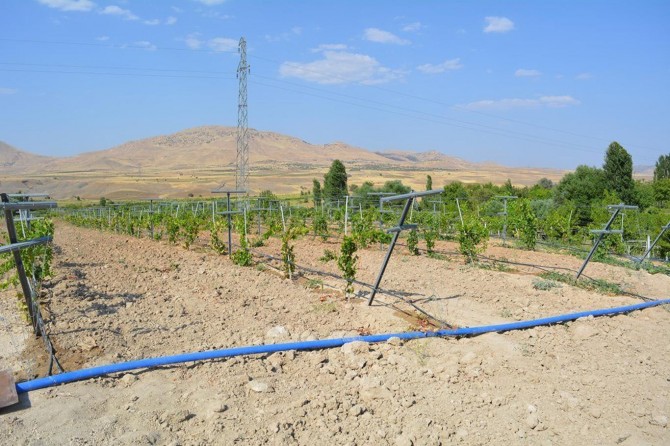 Batman Gercüş'te bağcılıkta damlama ve telli terbiye sistemine rağbet artıyor
