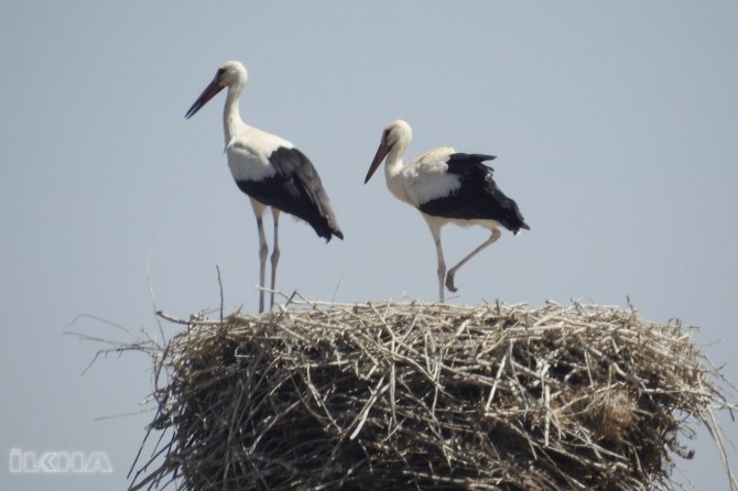 One of the most important stork colonies in the world is located in Diyarbakır