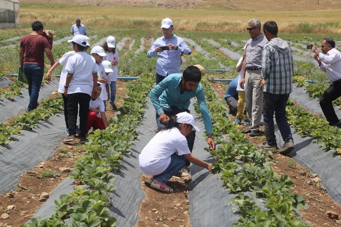 Şırnak Silopi'de minik çocuklardan seralara ziyaret