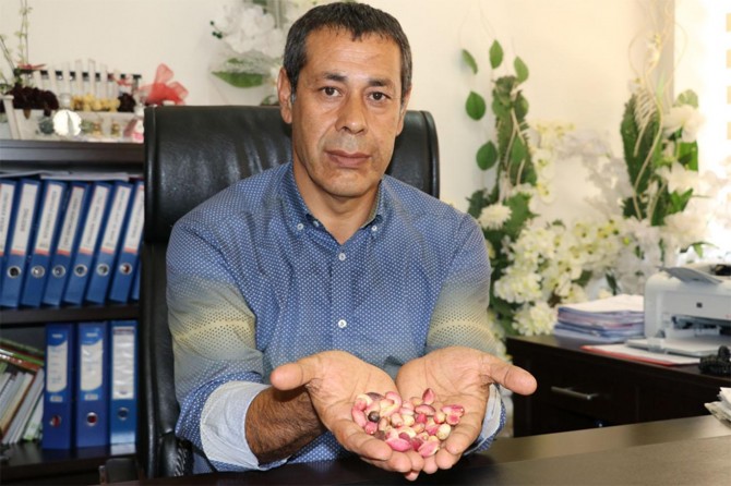 Antep fıstığındaki rekolte azlığı fırsata çevrilmemeli