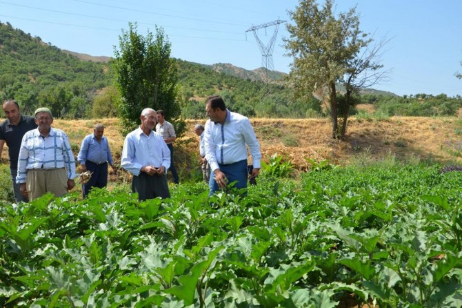 Yerli tohumlar güvence altında