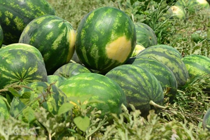 “Hundreds of thousands of tons of watermelon and melon are wasted”
