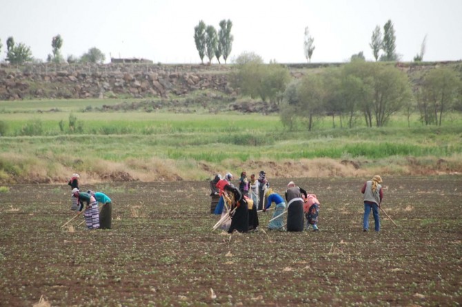 Tarım istihdamda sanayiyi geçti
