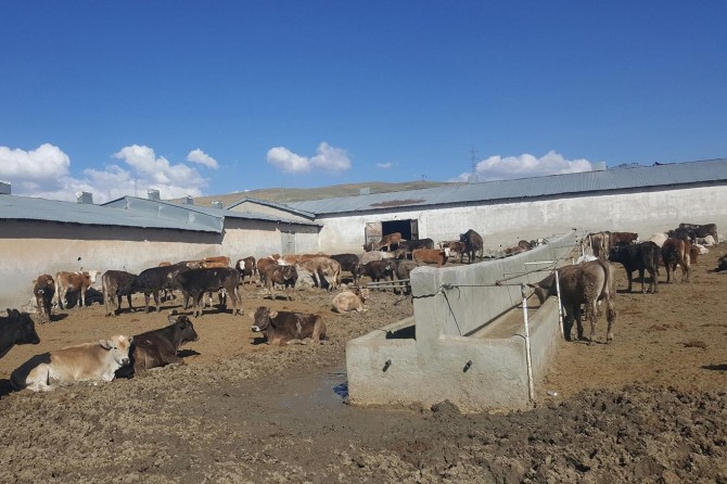 Van'daki ahırlar denetleniyor