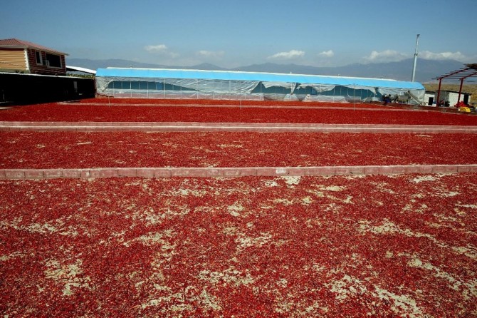 “Gaziantep biber üretiminde söz sahibi olacak”