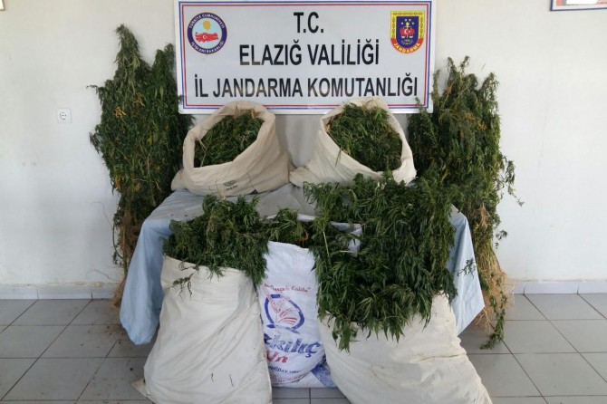 Elazığ’da esrar ve kenevir bitkisi ele geçirildi