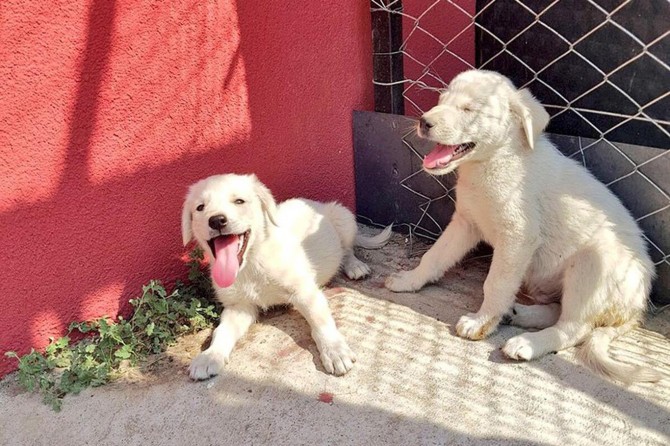 Yavru köpekler koruma altına alındı