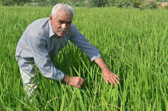 Köylerinin pirinç bölgesi ilan edilmesini istiyorlar