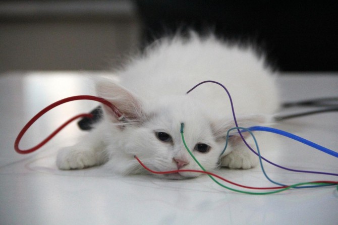 Van kedisine ilk kez işitme testi yapıldı