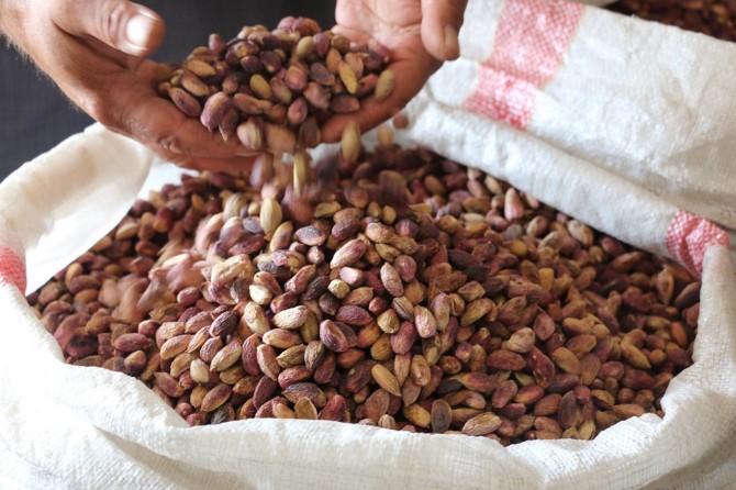 Fıstık üreticileri devletten destek bekliyor