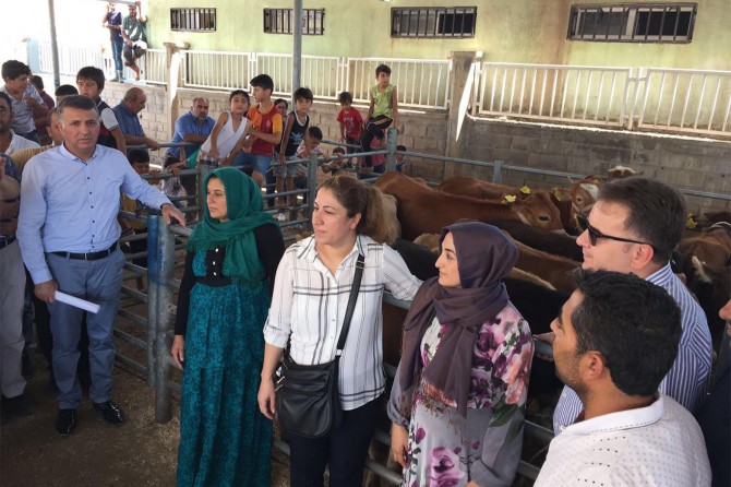 Genç çiftçi projesi kapsamında 18 çiftçiye düve teslimatı yapıldı