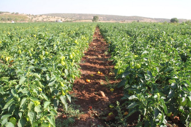 Mardin Midyat'ta alternatif ürün projesinde yüksek verim