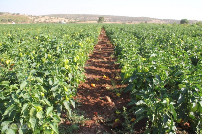 High efficiency in the “Alternative Product Project”