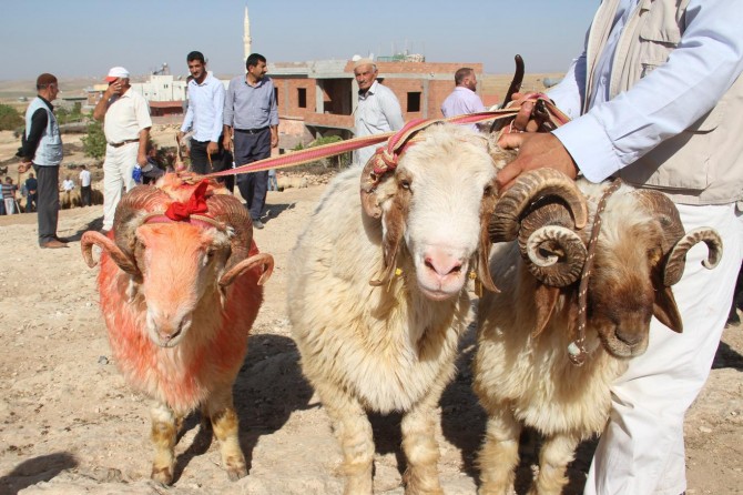 Kurbanlık fiyatları cep yakıyor
