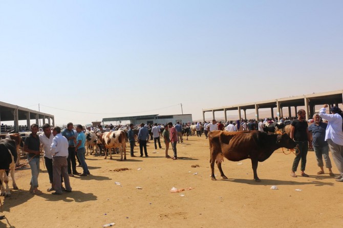 Şanlıurfa'daki hayvan pazarlarında hareketlilik