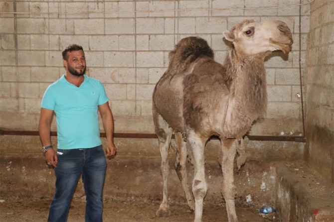 Yıl boyunca yetiştirdiği develeri bayramda satışa çıkarıyor