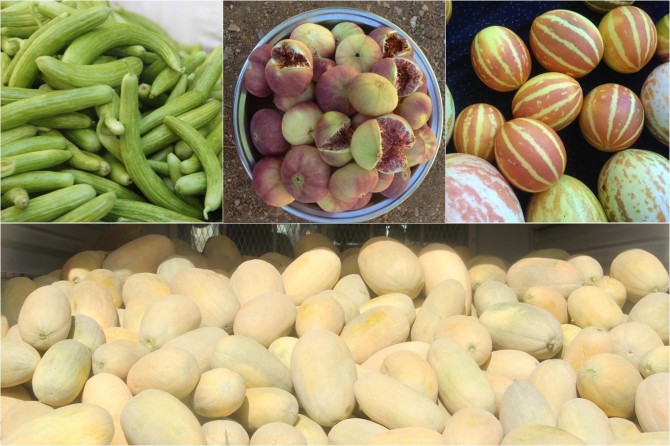 Organik ürünlere rağbet çiftçinin yüzünü güldürdü