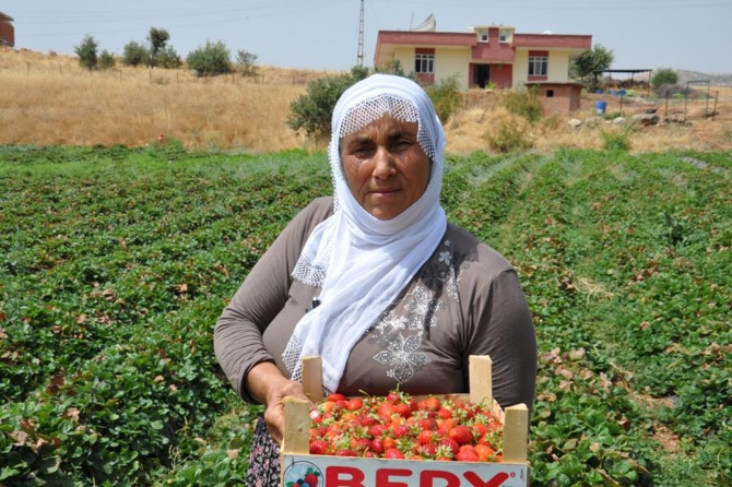 Batman’da yılın son çilek hasadı başladı