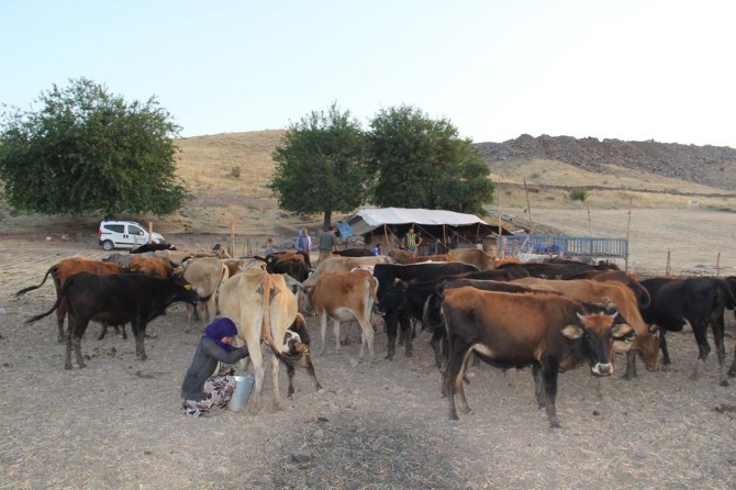 Kuraklıktan göç eden hayvan sahipleri umduğunu bulamadı