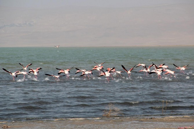 Tevgerdariya fîlamingoyan a li Gola Erçekê balan dikşîne li ser xwe