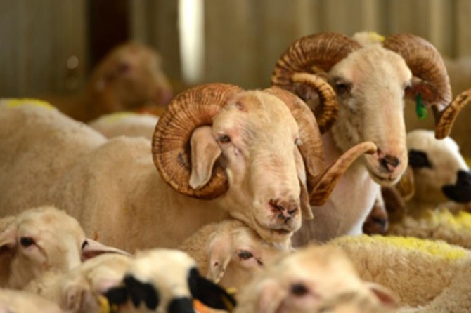 Kurbanlıklara acı çektirenlere 546 TL ceza verilecek