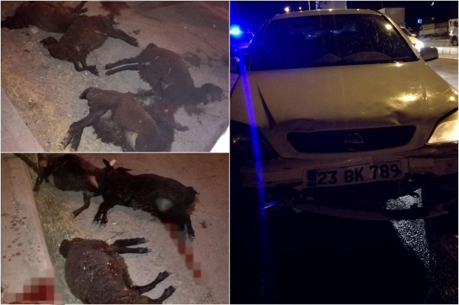 ​Elazığ Kovancılar'da otomobil sürüye daldı: 11 küçükbaş telef oldu