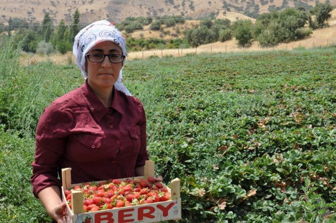 "Çilekten farklı ürün elde etmeyi hedeflemekteyim"