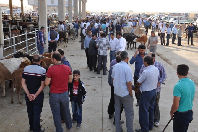 Damızlık dişi hayvanların kurbanlık olarak kesilmemesi uyarısı