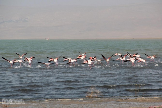 Visual show of flamingos at Erçek Lake