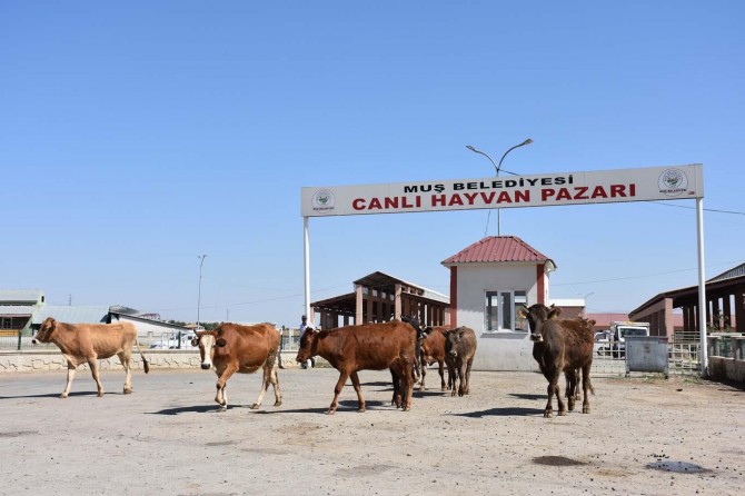 Bayram öncesi hayvan pazarında durgunluk yaşanıyor