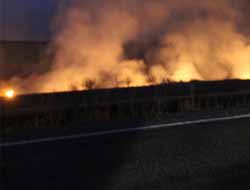 Anızların Yakılması Küçük Canlıları da Yok Ediyor