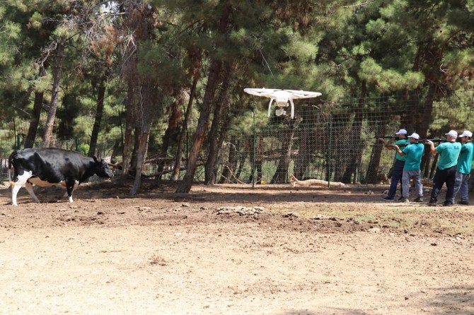 Droneli kurbanlık yakalama timi