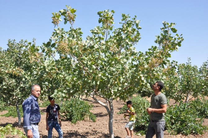 "Batman fıstık kenti olma yolunda"