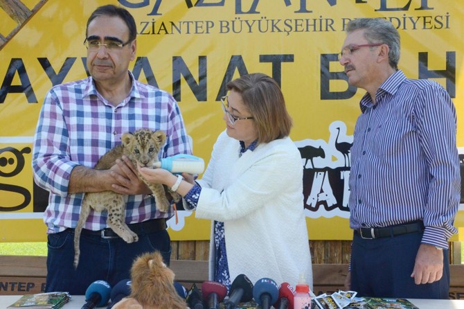 Cizre'de bulunan yavru aslan Gaziantep'e getirildi