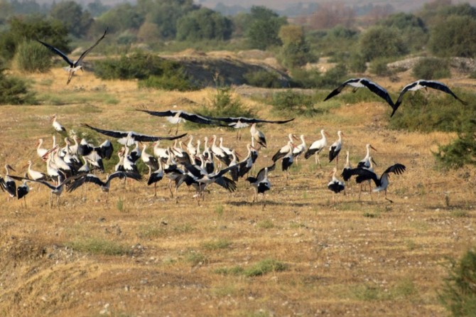 Batman Çayı’nda leyleklerin göç molası