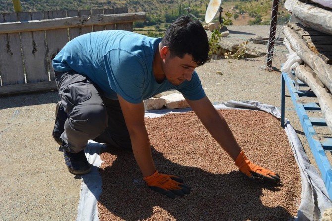 Batman'da sumak hasadı yapıldı