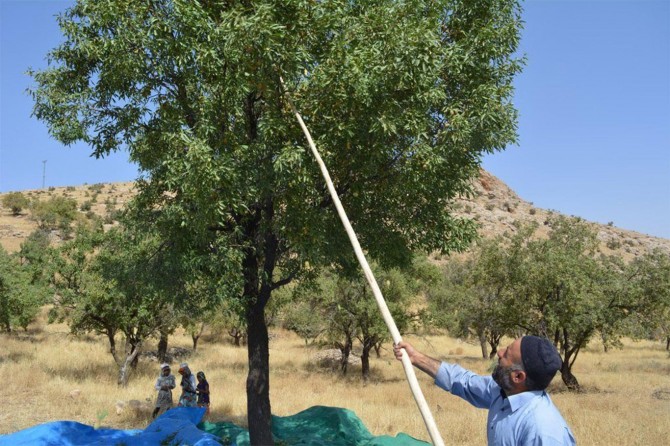 Badem hasadı çiftçileri memnun etmedi
