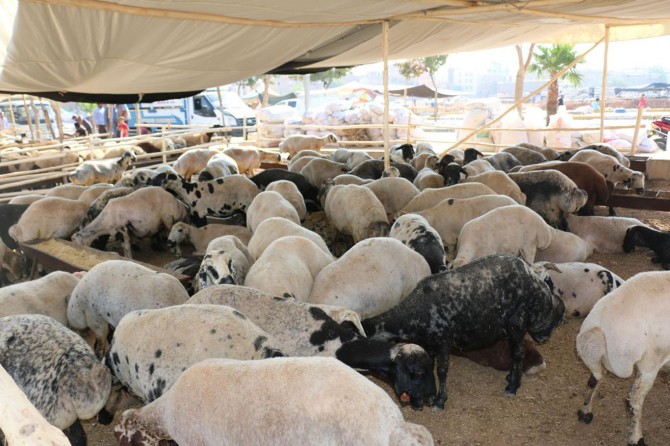 Şanlıurfa'da kurbanlıklar şehre indi