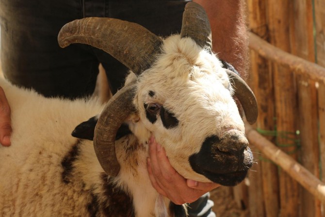 Dört boynuzlu koç görenleri şaşırtıyor