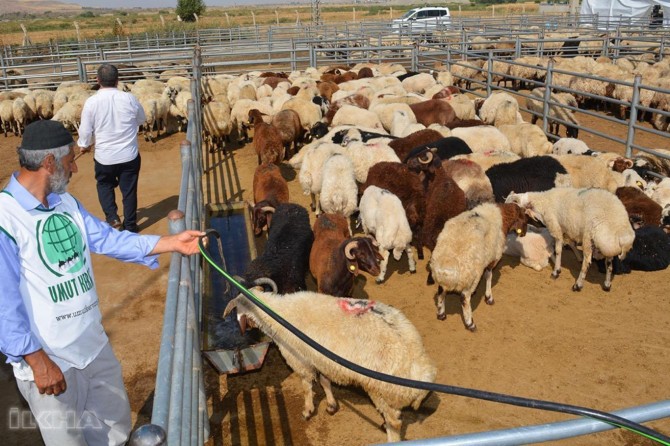 Kerwana Ûmudê bi sedan qurban serjê kir