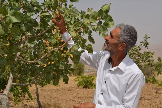 Yıllardır uğraştıkları fıstıklardan verim almıyorlar