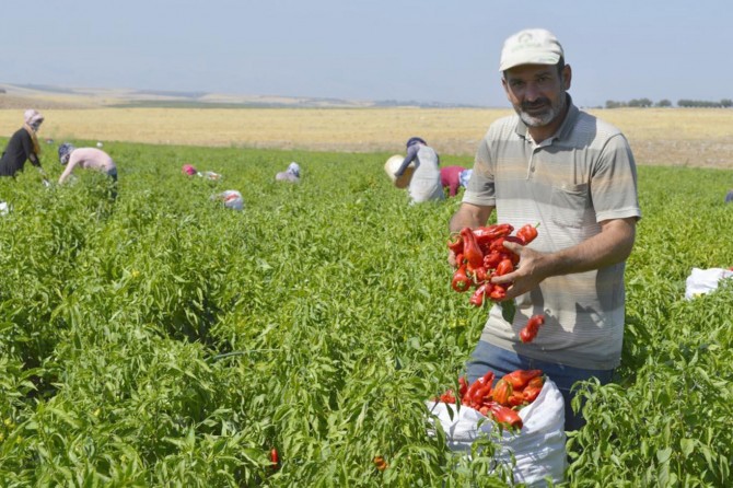 Kazandığımız paranın yarısı işçiye diğer yarısı da tarla sahibine gidiyor