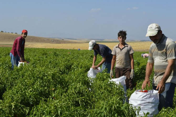 Tatili çalışarak geçiren öğrenciler heyecanla okulların açılmasını bekliyor