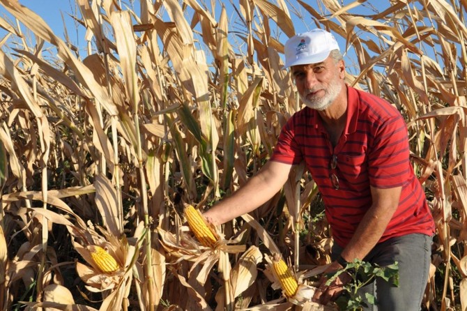 Mısırdaki verim Batmanlı çiftçiyi sevindirmedi