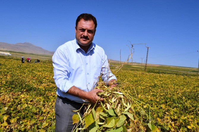 Bitlisli çiftçinin umudu fasulye hasadına başlandı