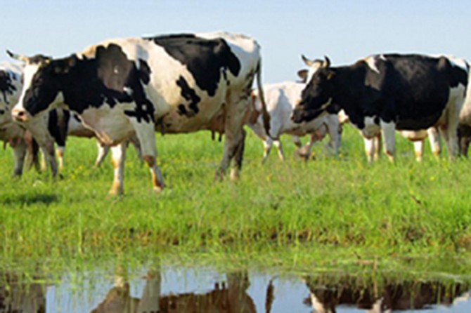 Van’ın hayvansal üretim istatistikleri açıklandı