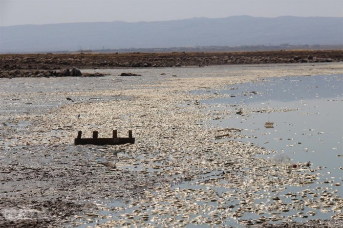 Thousands of fish have been wasted in the pond