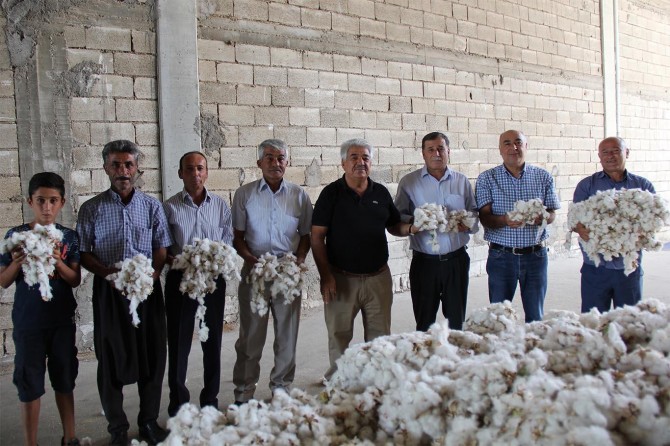 Gaziantep’te yılın ilk pamuğuna altın ödülü