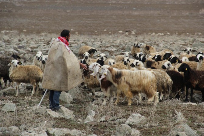 Türkiye'de en çok koyun Van'da bulunuyor